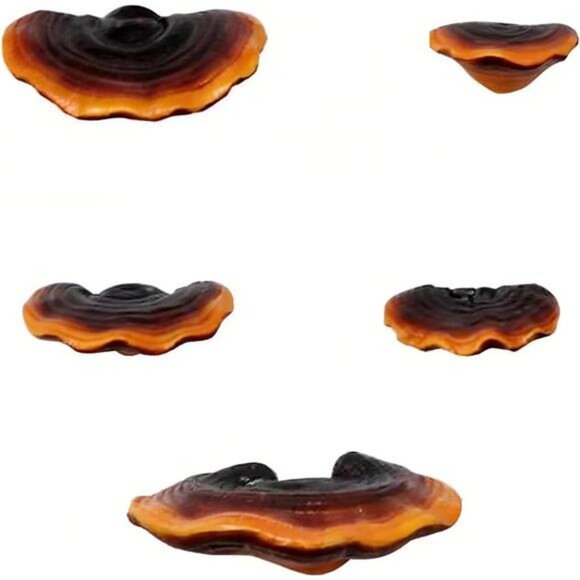Set of 5 Mushroom Wall Shelves Small Floating Resin Shelves for Home Decor - Picture 1 of 7